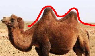 四不像正版资料|权威解答解释落实_激发集.5.938